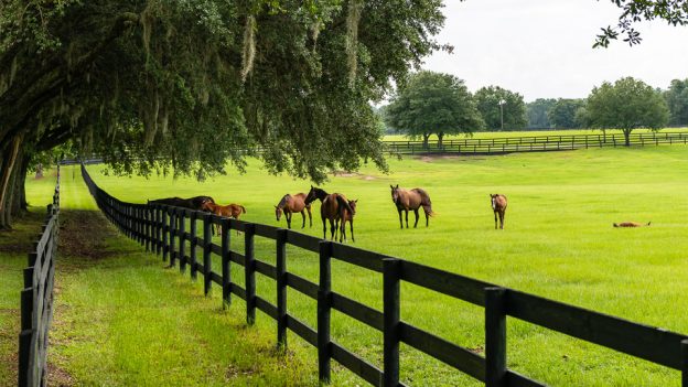 Anoxia (Dummy Foal)