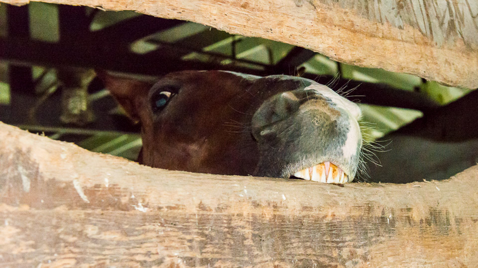 Behavior Of Horses