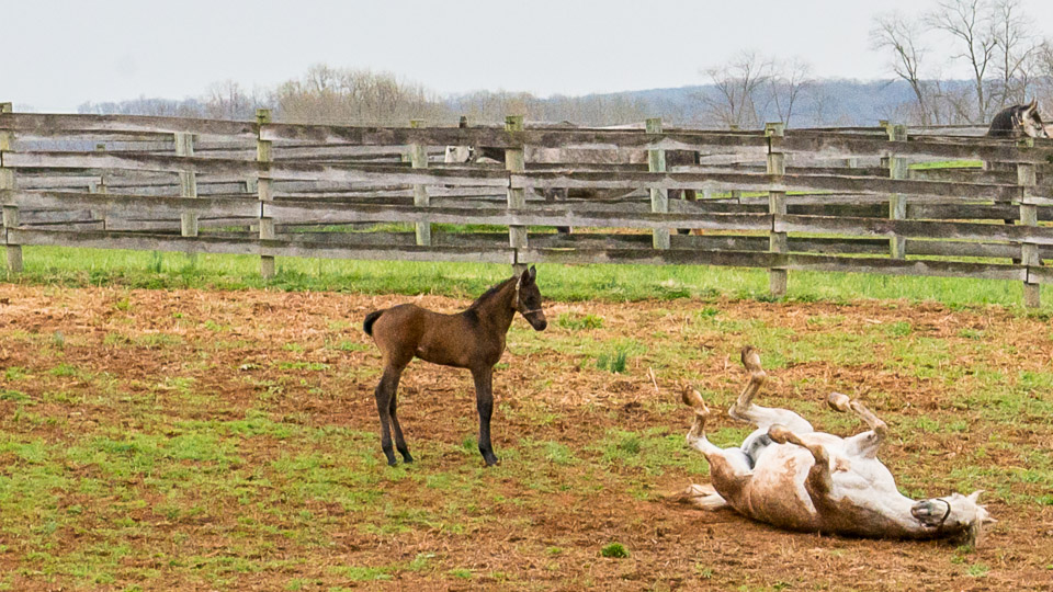 Dirty Horses