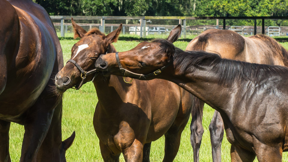 Normal Foal Behavior