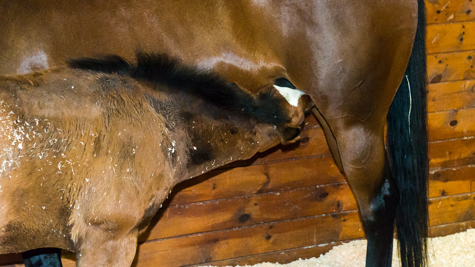 Nursing Foals