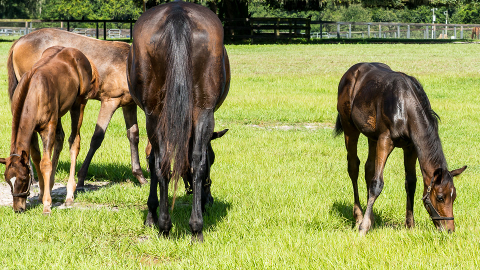 Growing Horses