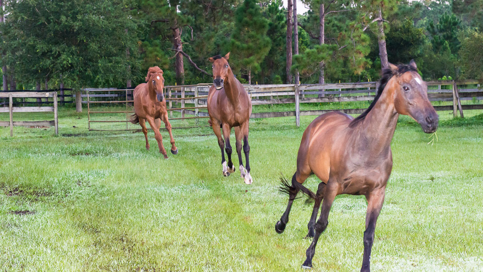 Herd Hierarchy