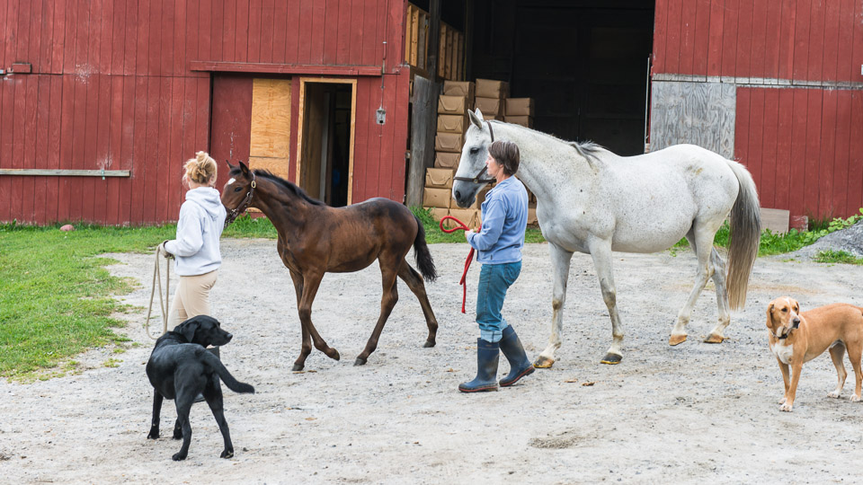 Leading Foals