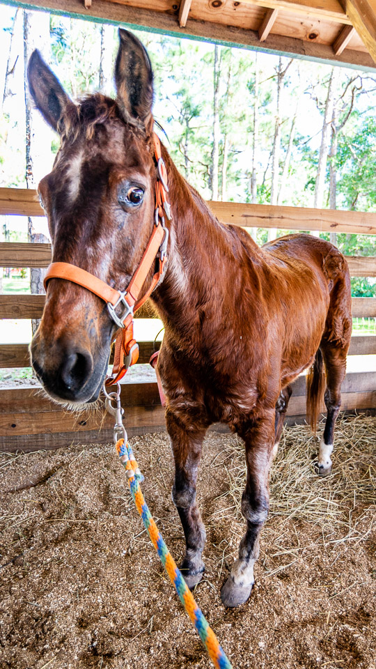 Older horse care