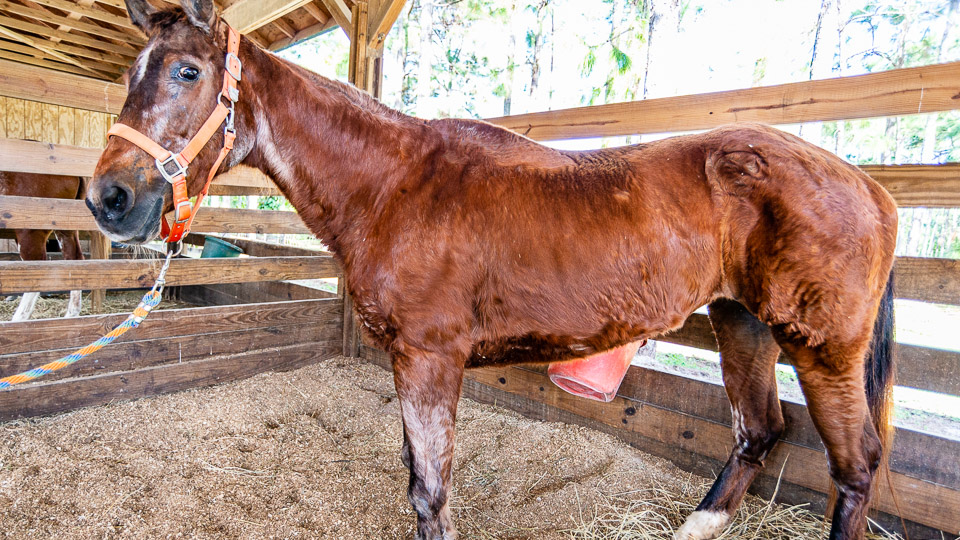 Older Horse Care