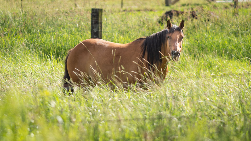 Nutrition In Horses