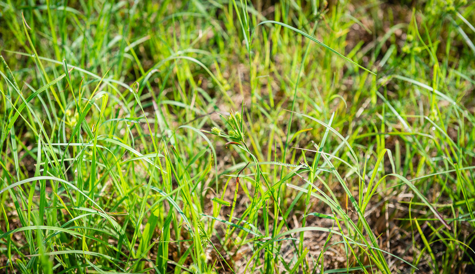 Pasture Maintenance