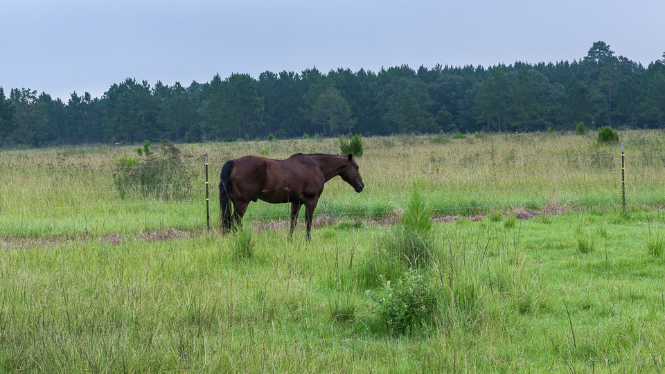 Pasture Types