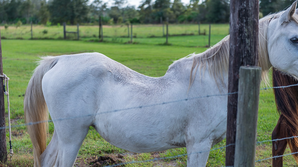 Swayback (Lordosis)