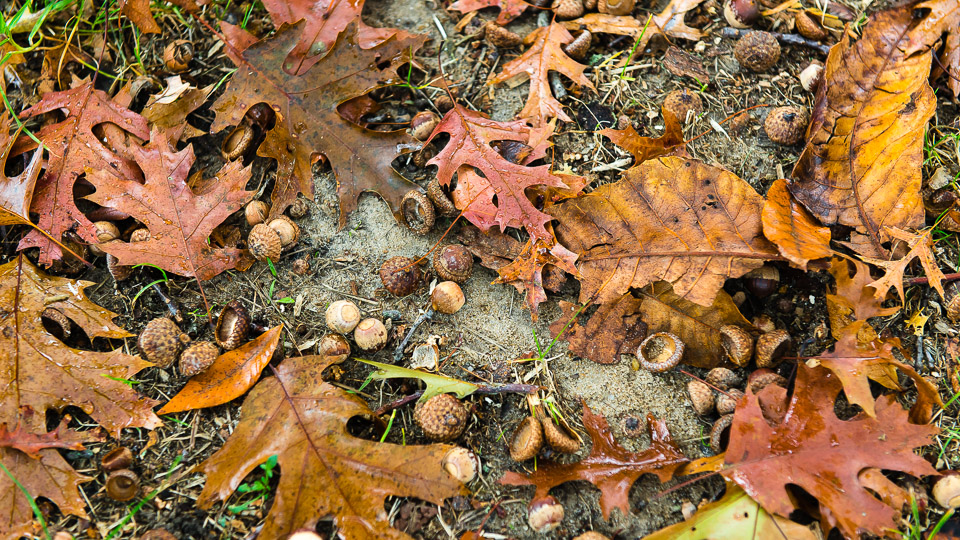 Acorns