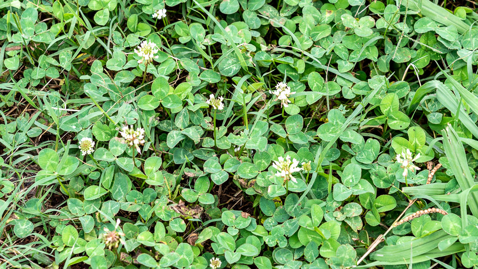 Clover Hypersalivation (drools)