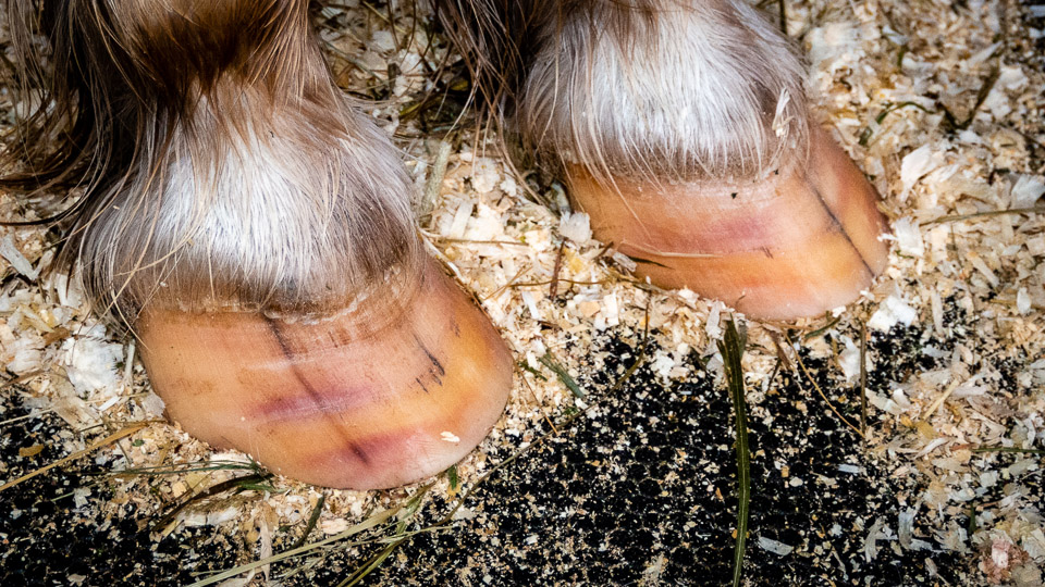 Cold Spots In Hooves