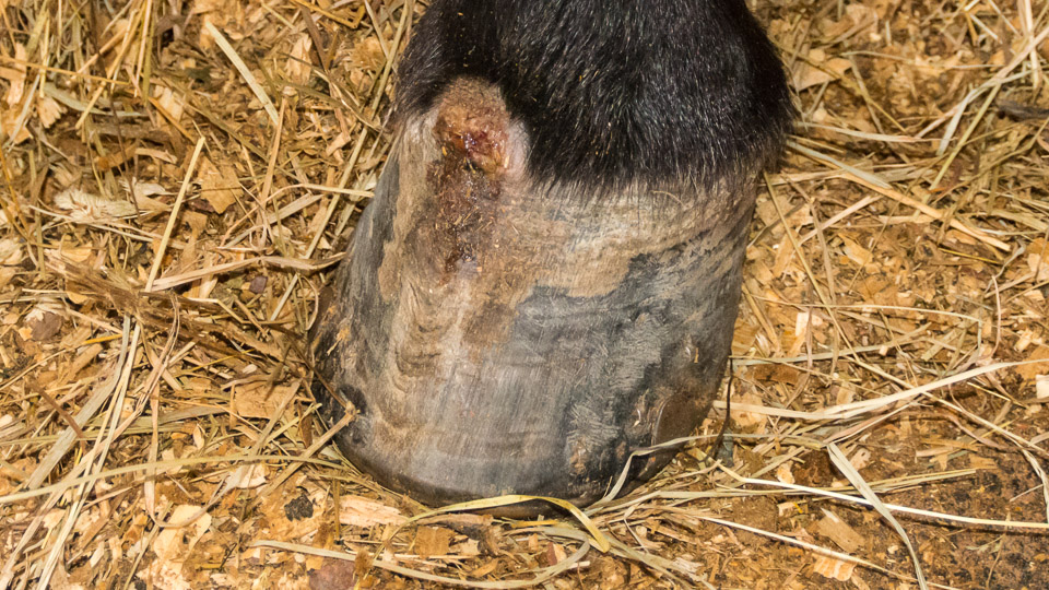 Draining Tracts And Abscesses In Hooves