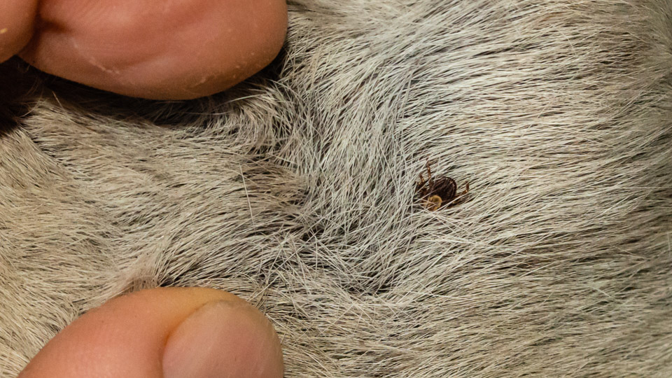 External Parasites