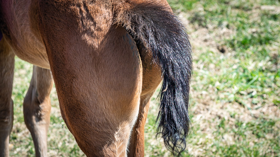 Diarrhea In Foals