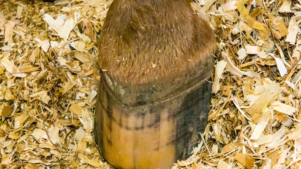 Growth Rings On Hooves