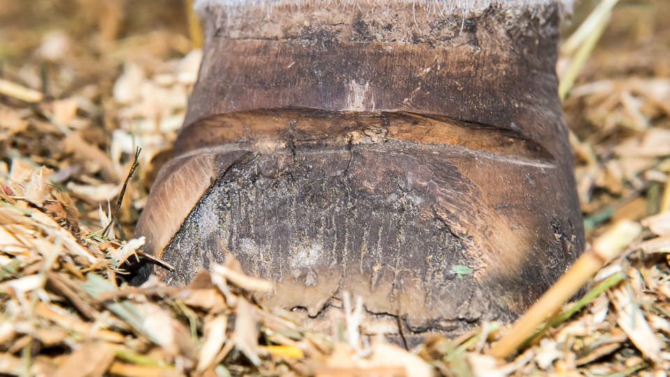 Hoof Treatments