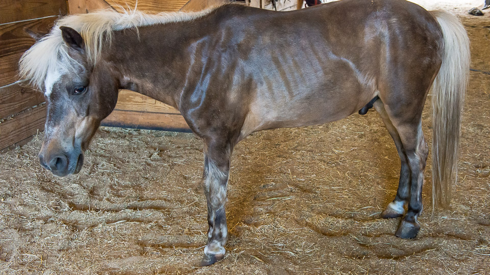 Laminitis