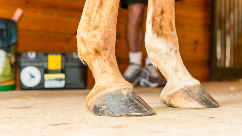 Pastern-Hoof Axis