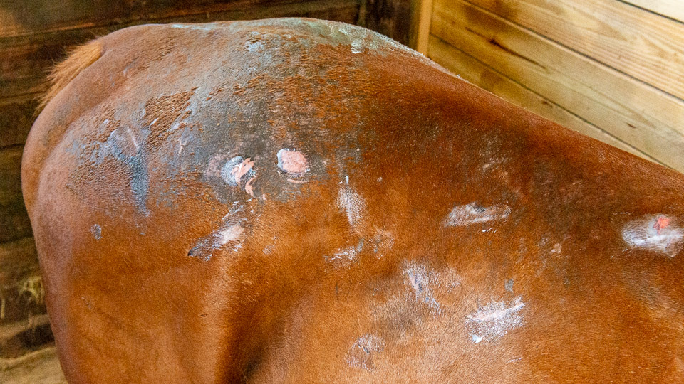 Rain Rot (Dermatophilosis)