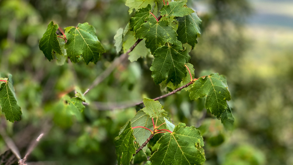 Maple Leaf Toxicity