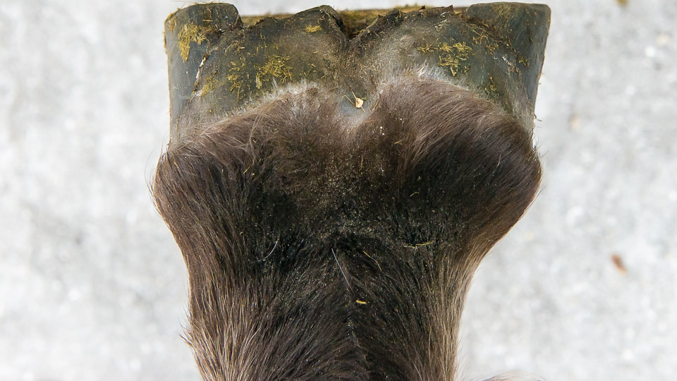 Uneven Hoof Wear