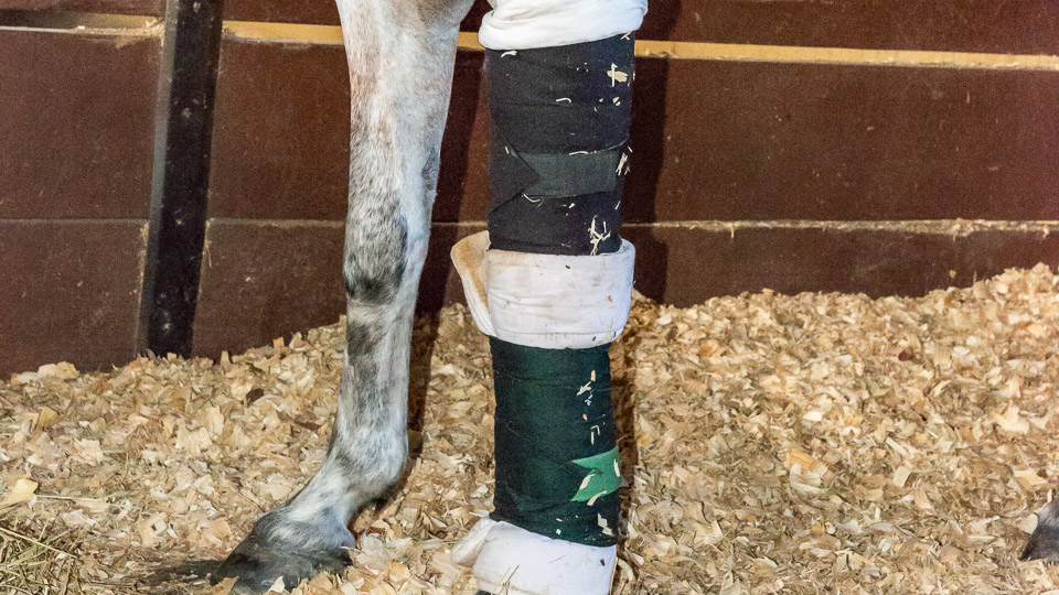 Bandaging Horse Wounds