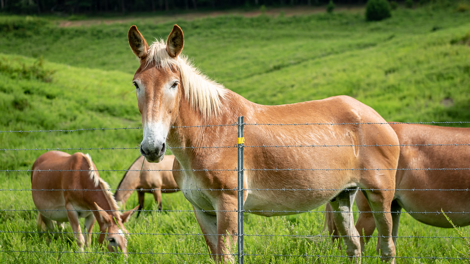 Asses, Mules And Zebras