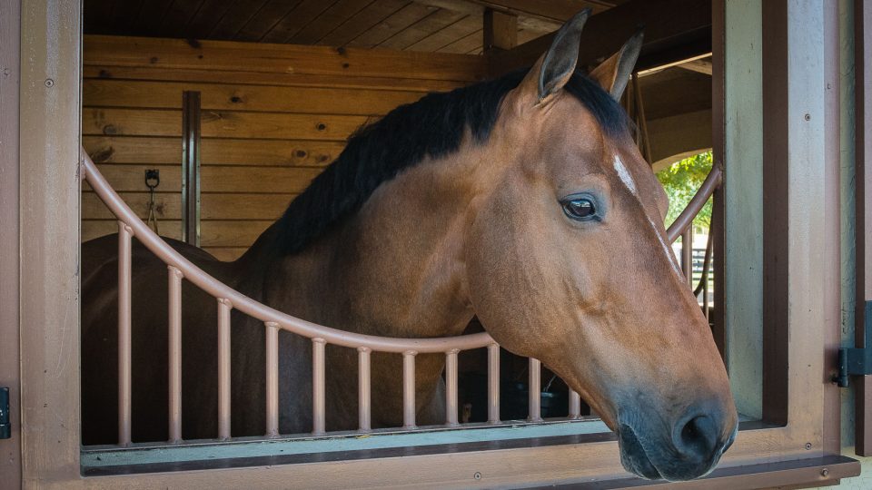 The Equine Practice Inc, The Horse's Advocate