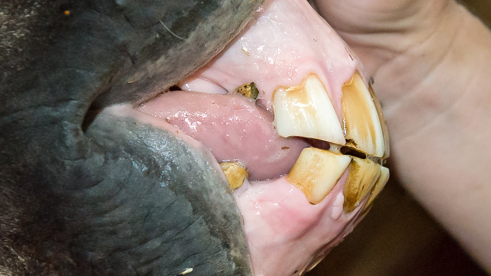 Aging Horses By Their Teeth