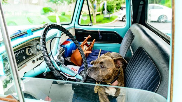 A Vet, A Truck And A Dog