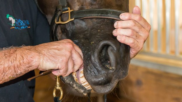 Dentistry In Horses