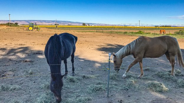 This Client Just Says “Easy” to Equine Dentistry Without Drama™ (blog)