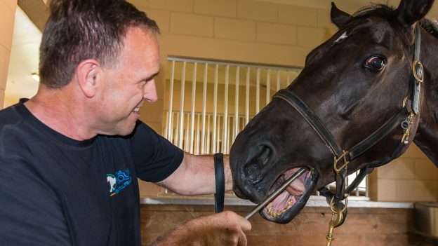 *2 – Horse Dentistry – Basic Horse Dentistry Related Videos (blog)