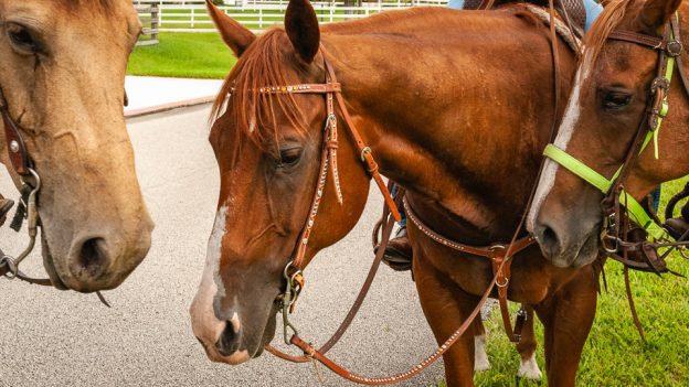 * – Feeding Horses – The Frequently Asked Questions (blog)