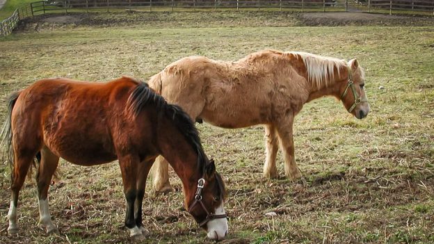 Feeding Senior Horses (blog)