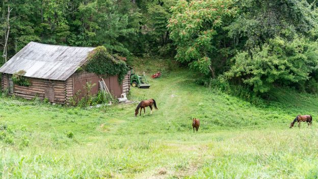 How Long Do I Need To Feed Soybean Meal To My Horses? (blog)