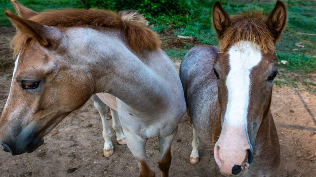 Symbiosis And The Horse’s Gut (blog)