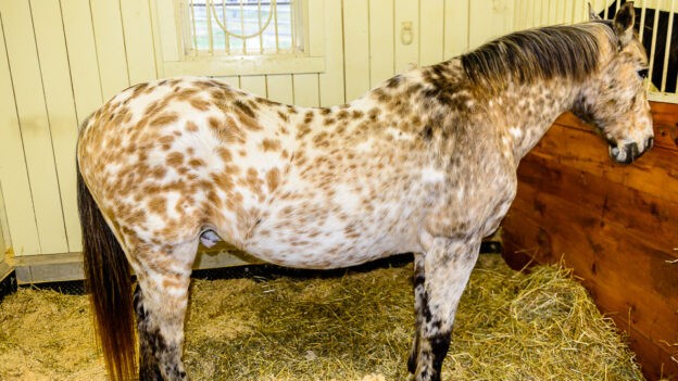 White markings, Pinto, Roan, Leopard Complex And White Horses